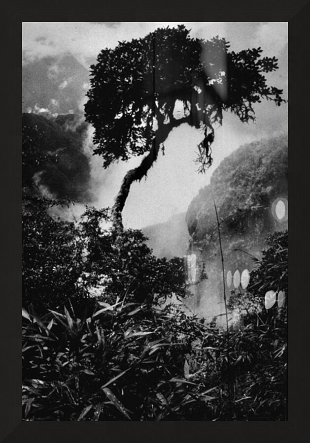 INCA Trail Tree Picture Frame print