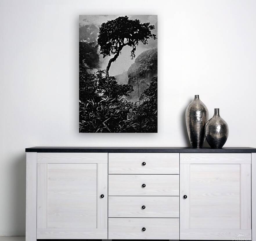 INCA Trail Tree Reproduction