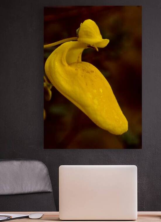 Flor de Agua Calientes by Lot10T