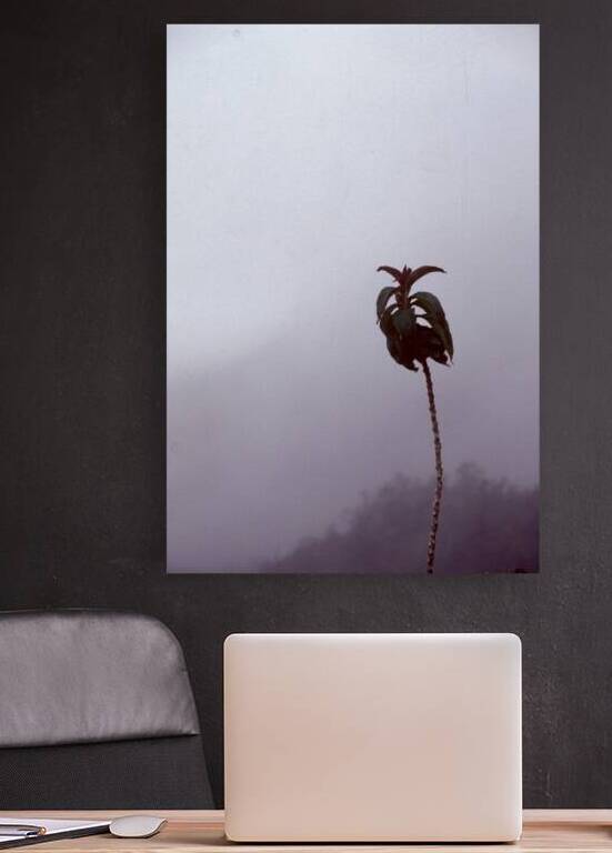 Andes Palm Reproduction