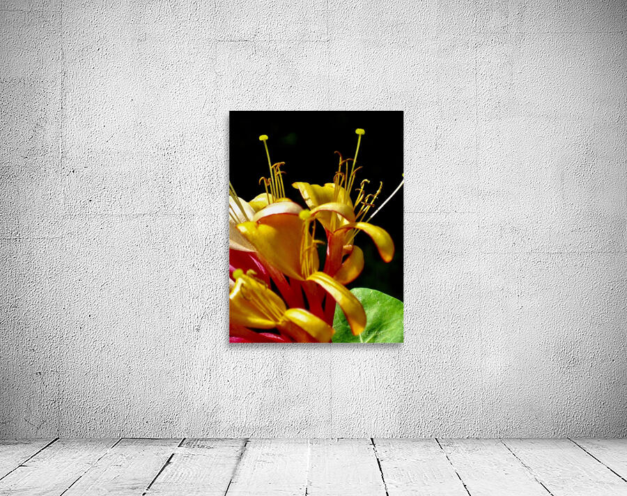 Orr S Wall Preview