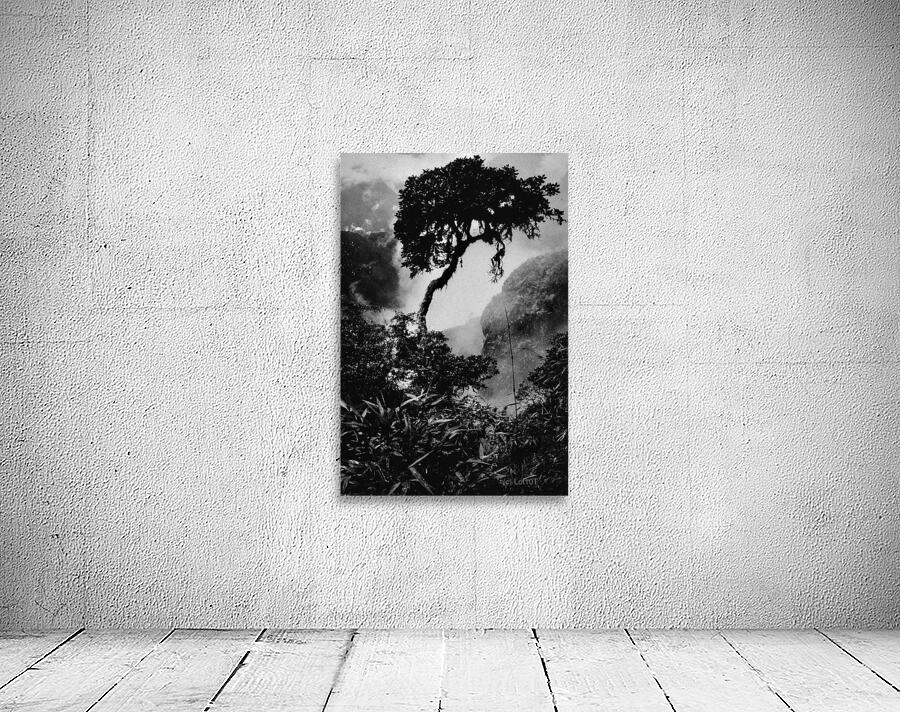 INCA Trail Tree Wall Preview