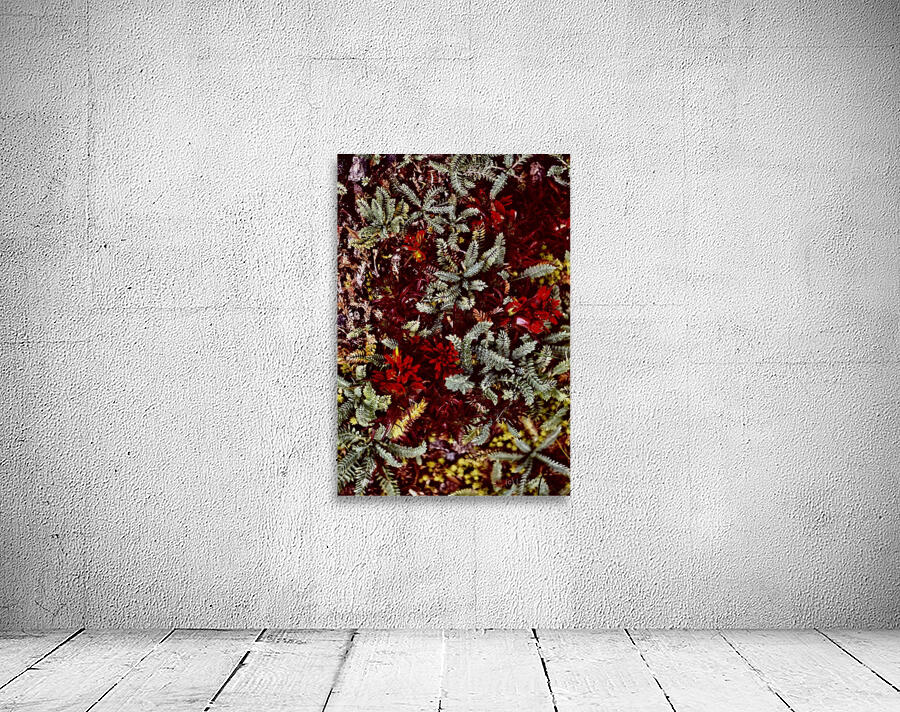 Wayta Wall Preview