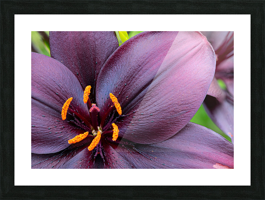 IMG 1100 Picture Frame print
