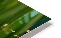 IMG 5678 HD Metal print