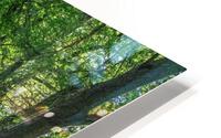IMG 0413 HD Metal print