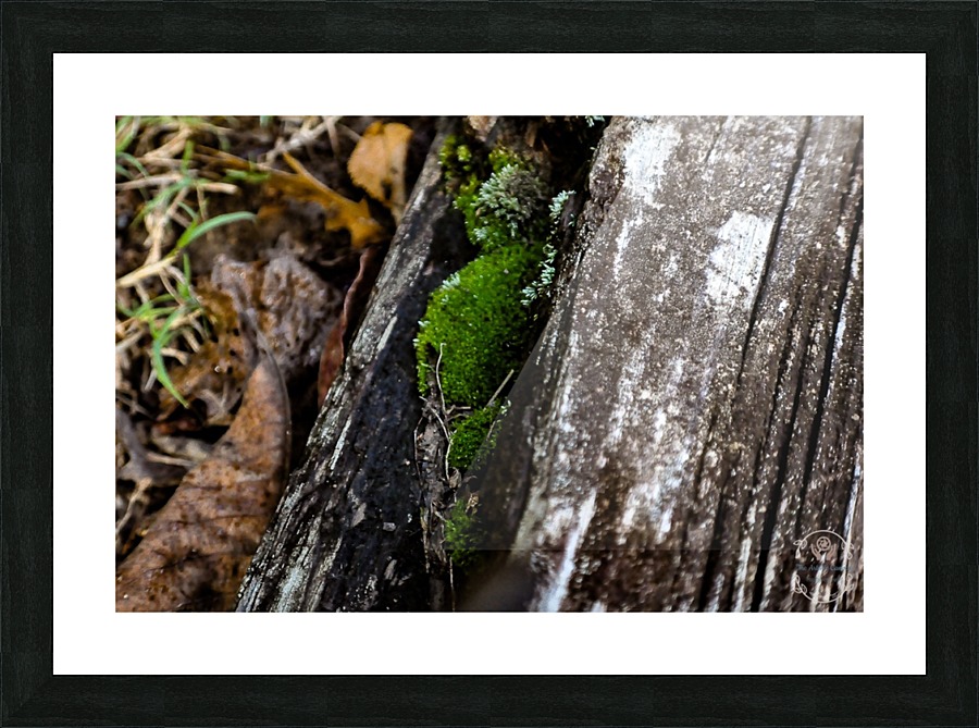 Still Moss Picture Frame print