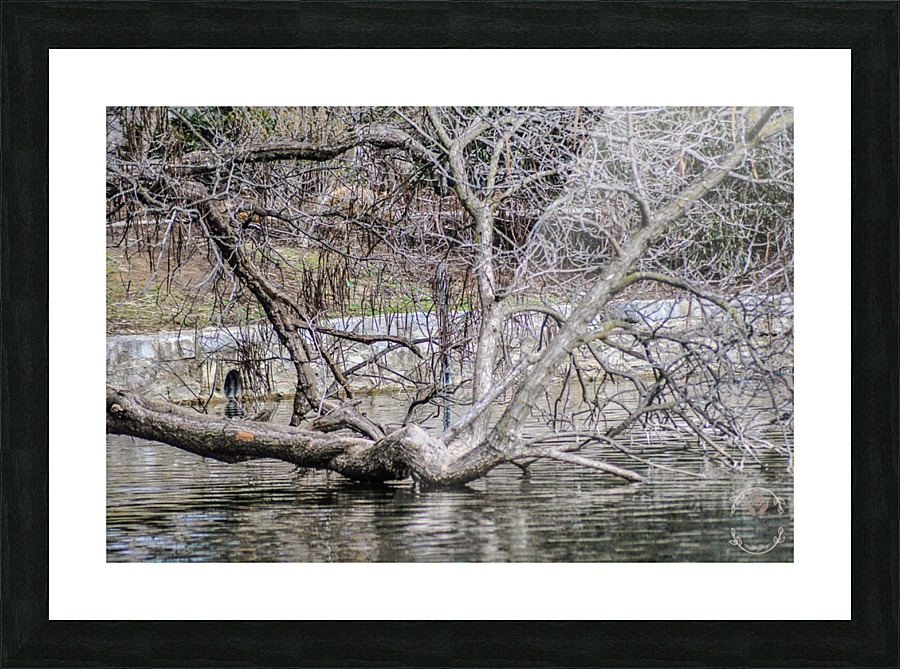 Fallen Tree Picture Frame print