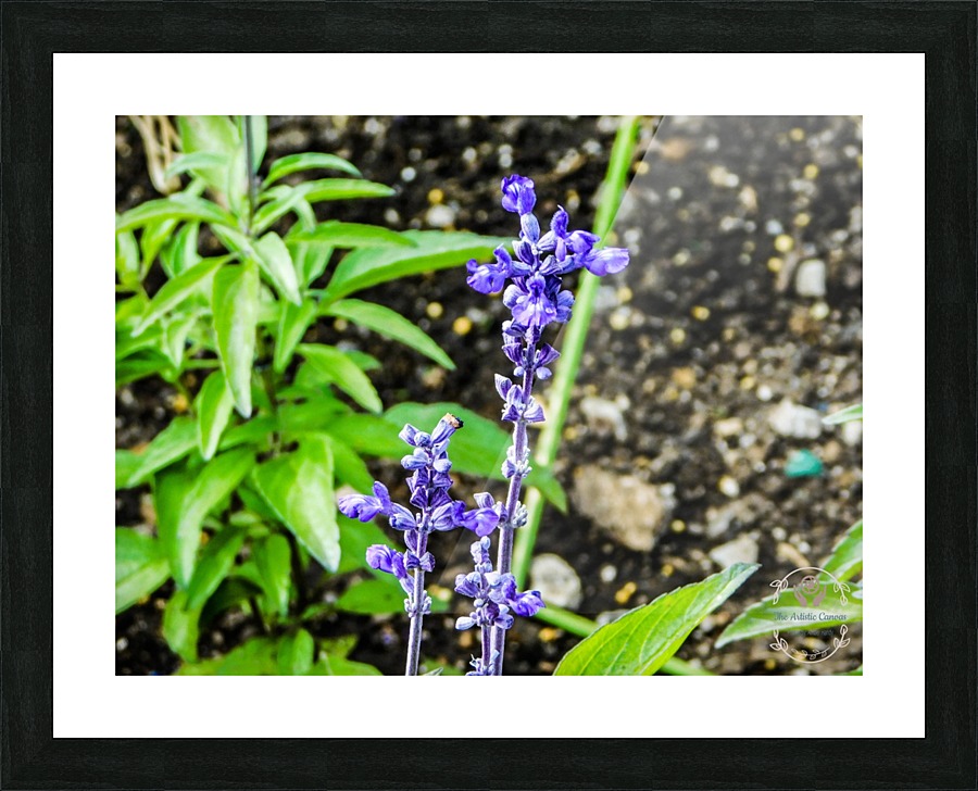 DSCN0817 Picture Frame print