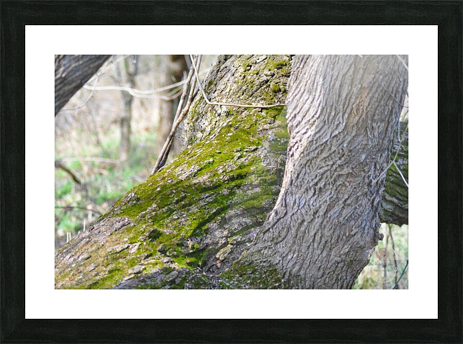 DSC_0223 Picture Frame print