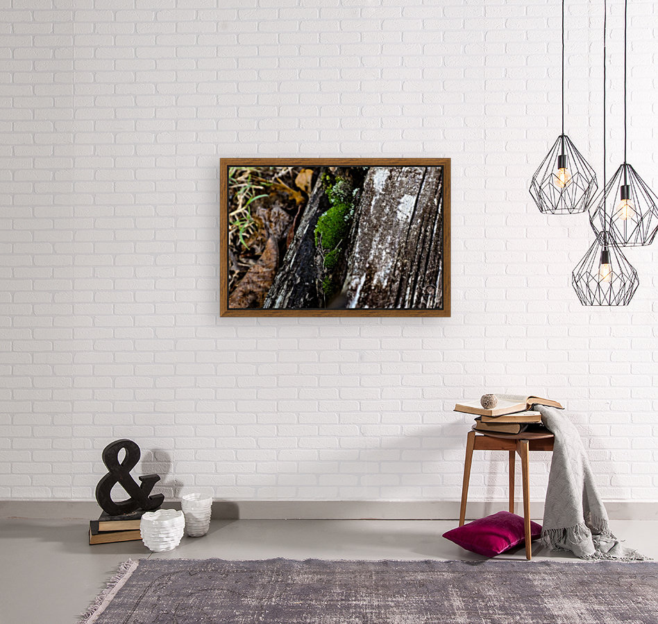 Still Moss Reproduction