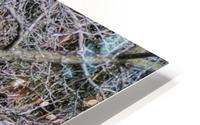 Fallen Tree HD Metal print