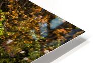 Nature in Fall HD Metal print