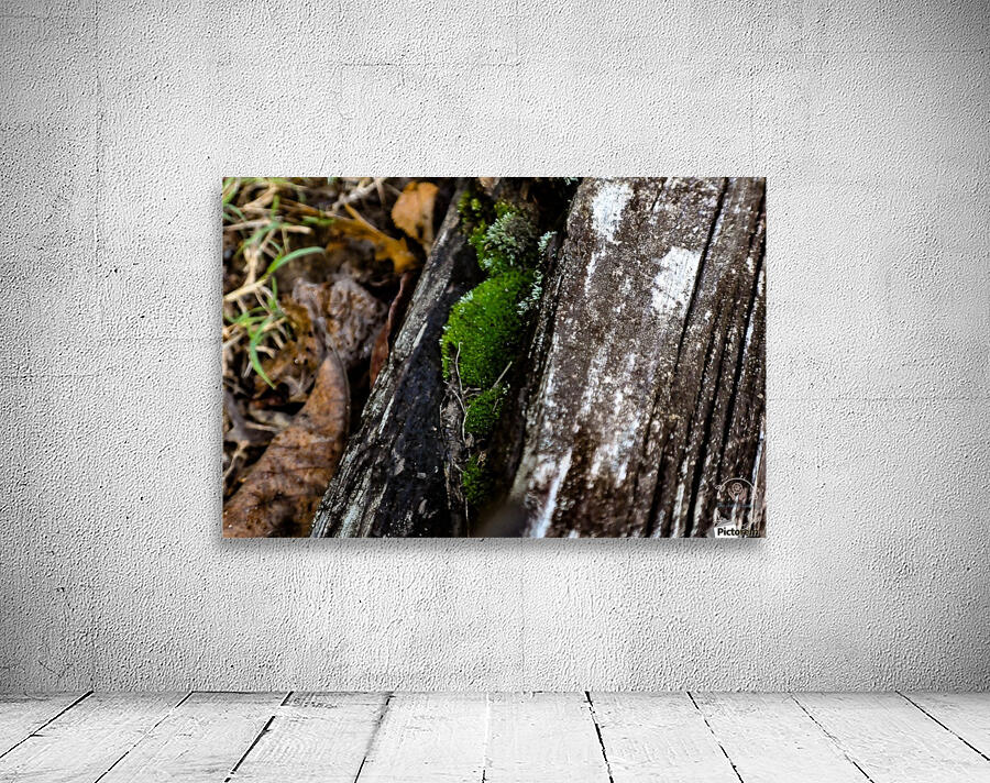 Still Moss Wall Preview