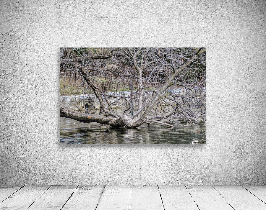Fallen Tree Wall Preview