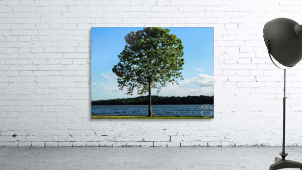 Lone Tree Wall Preview
