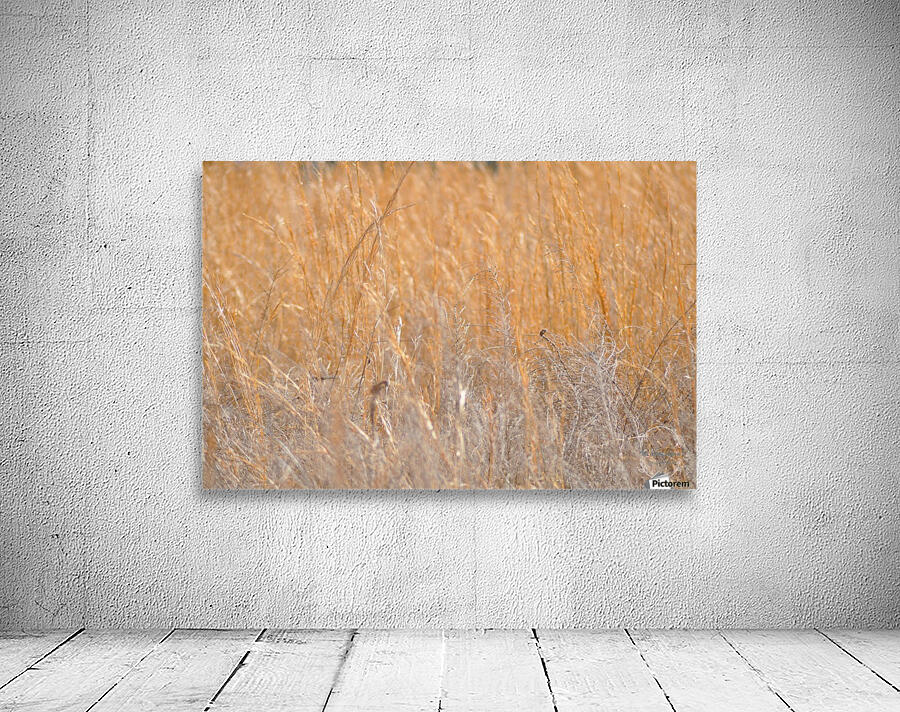 Golden Field Wall Preview