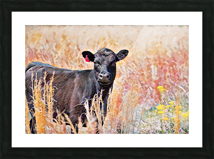 Black Angus Heifer  Picture Frame Printing