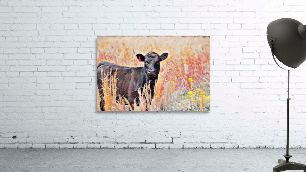 Black Angus Heifer  Wall Preview