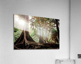 Olivier St-onge 2 Acrylic Print