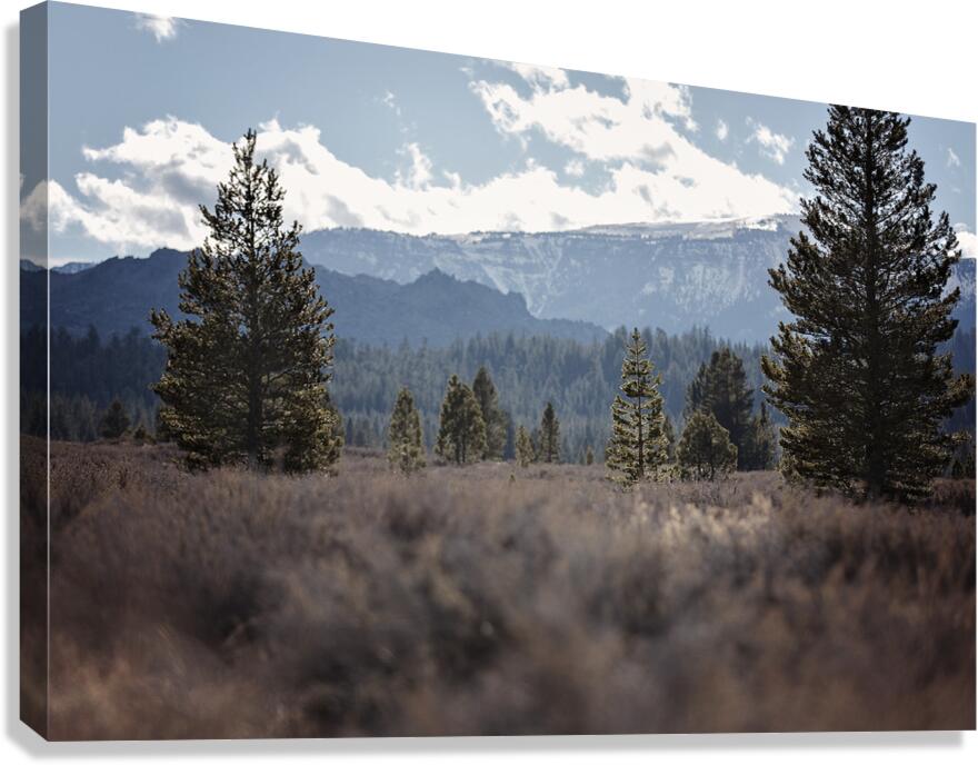 Olivier St-onge 9 Canvas Print