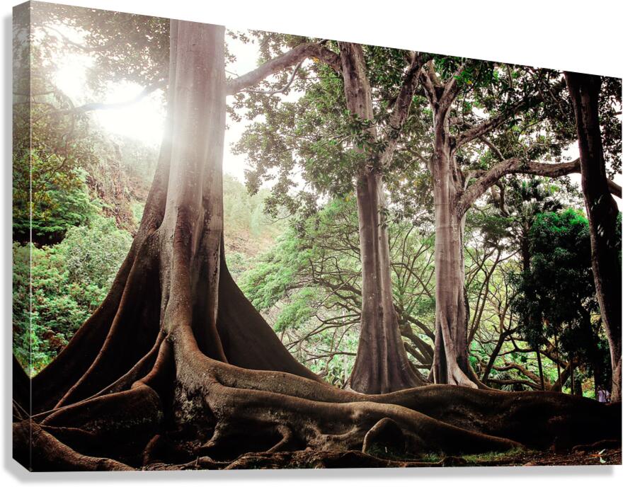 Olivier St-onge 2 Canvas Print