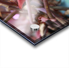 Cuba pink cup flower Acrylic print