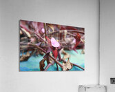 Cuba pink cup flower Acrylic Print