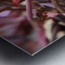 Cuba pink cup flower Metal print