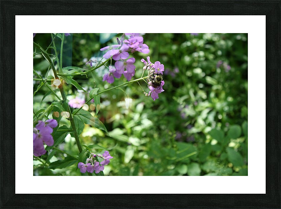 Sleeping Bee Picture Frame print
