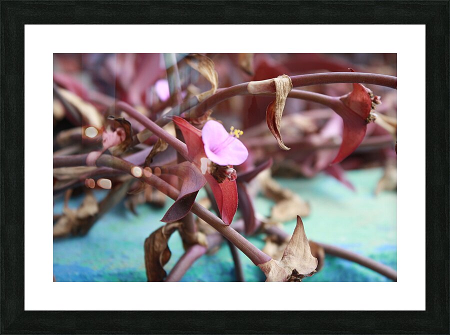 Cuba pink cup flower Picture Frame print