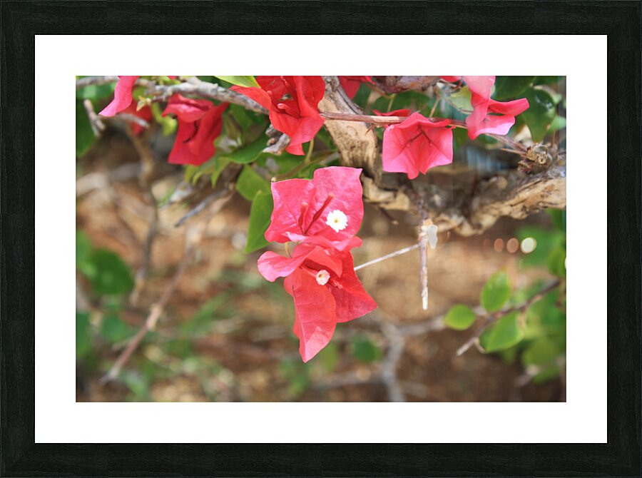 Cuba red flower Picture Frame print