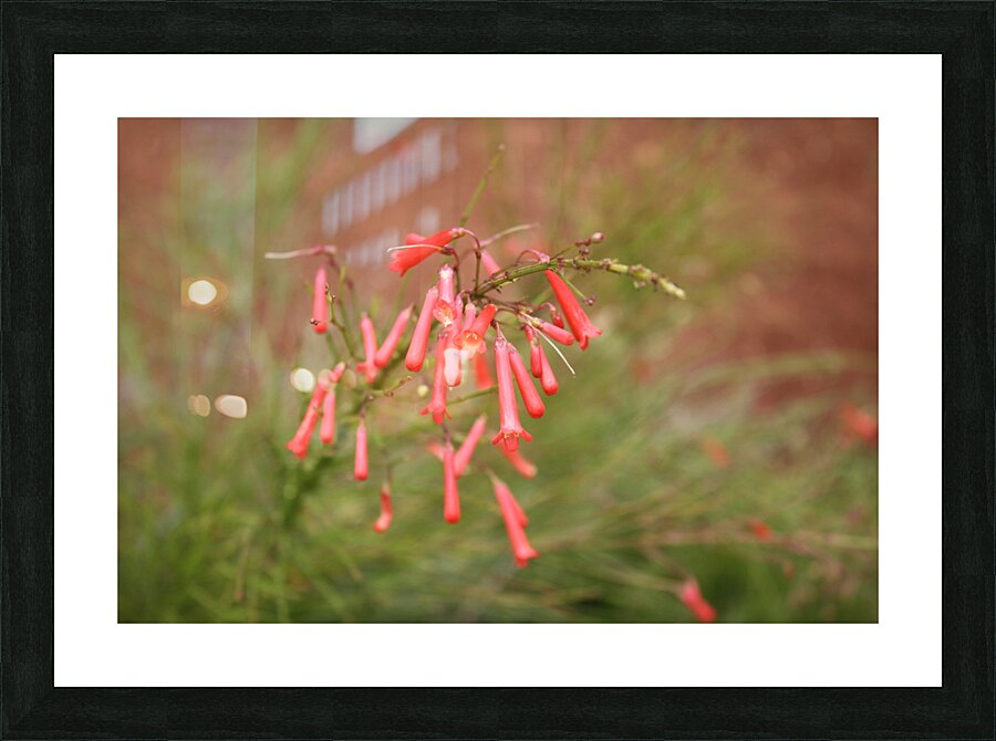 Cuba drop flower Picture Frame print