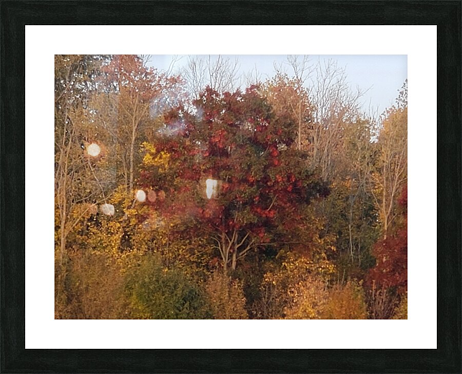 Autumn Maple tree  Picture Frame print