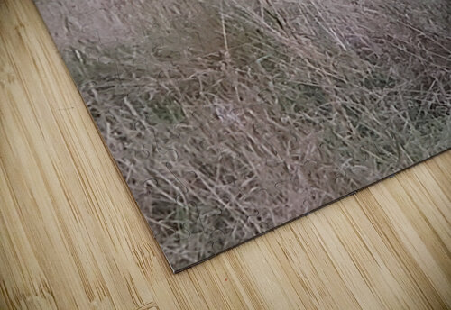 Bella Pamela Lougheed Photography puzzle