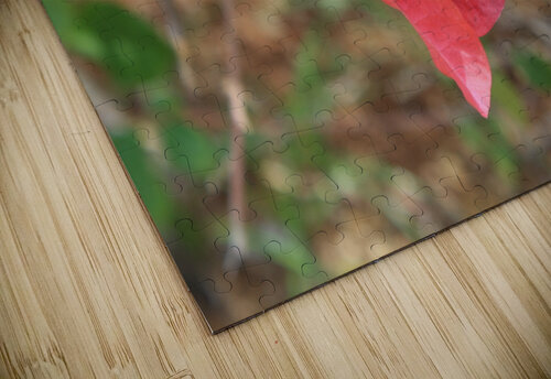 Cuba red flower Pamela Lougheed Photography puzzle
