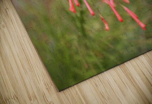 Cuba drop flower Pamela Lougheed Photography puzzle