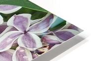 Mauve cluster HD Metal print