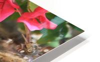 Cuba red flower HD Metal print