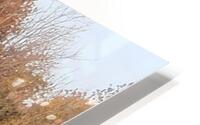Autumn Maple tree  HD Metal print