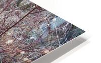 Spring creek HD Metal print
