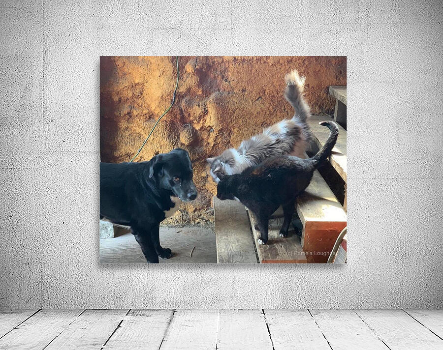 Gunner not impressed Wall Preview