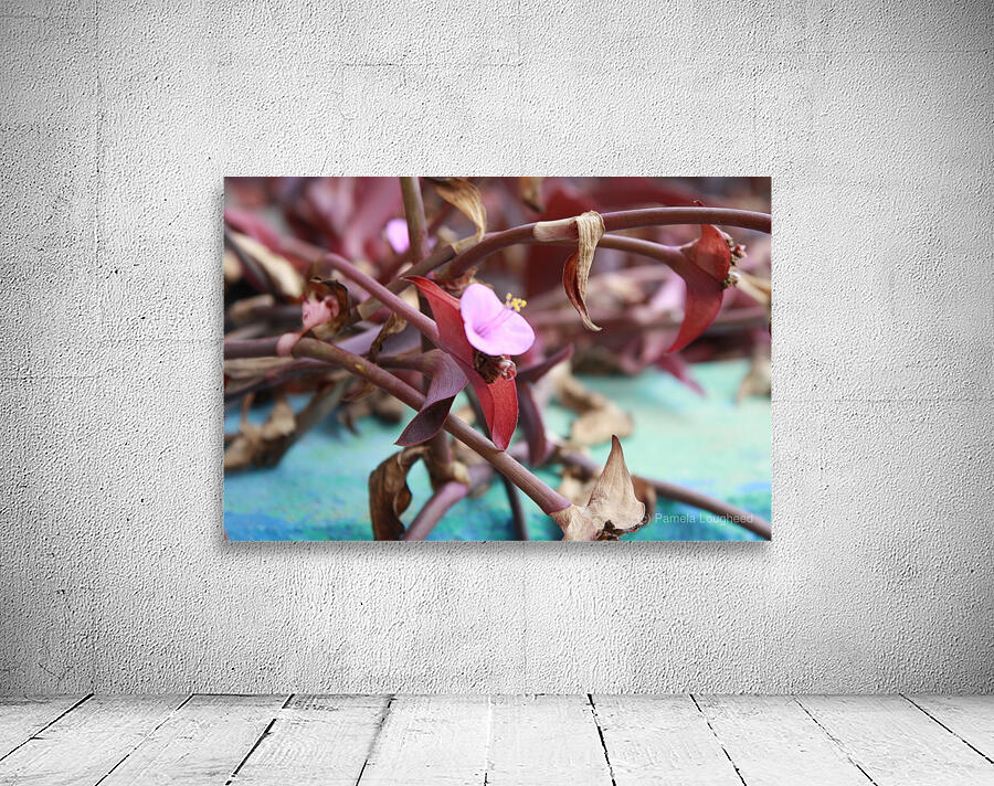 Cuba pink cup flower Wall Preview