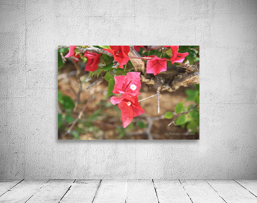 Cuba red flower Wall Preview