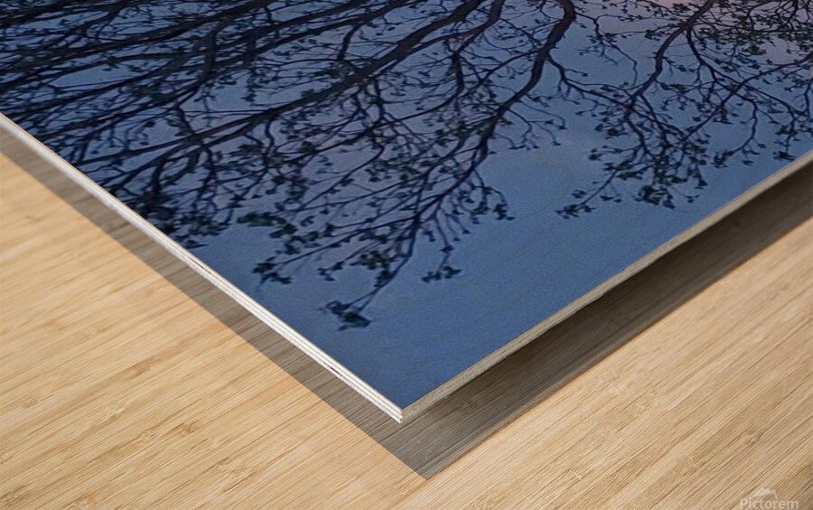 Peek a boo moon Wood print