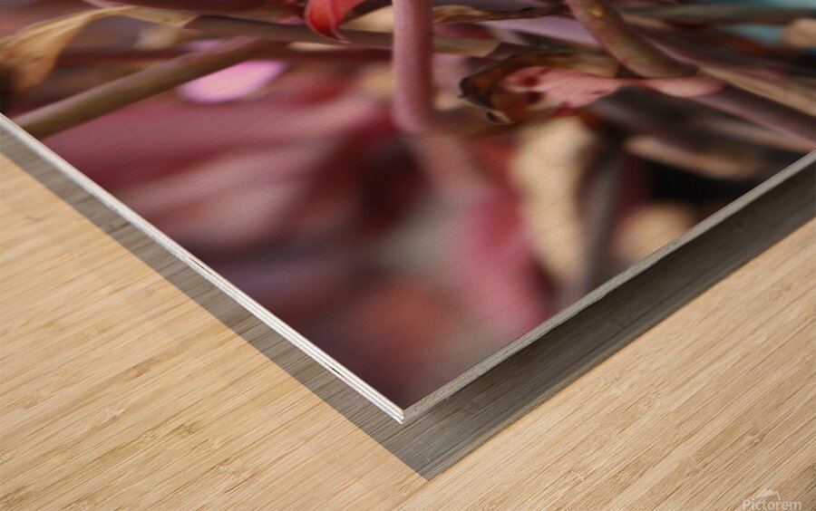 Cuba pink cup flower Wood print