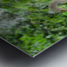 Winged Wonders: A Birdwatchers Delight in Florida Metal print