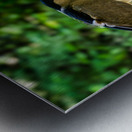 Flight of Discovery: Birdwatching Adventures in Homosassa Metal print