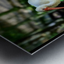 Symphony of Wings: A Birdwatchers Tale Metal print