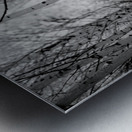 Contrasts in Woodland Quiet Metal print